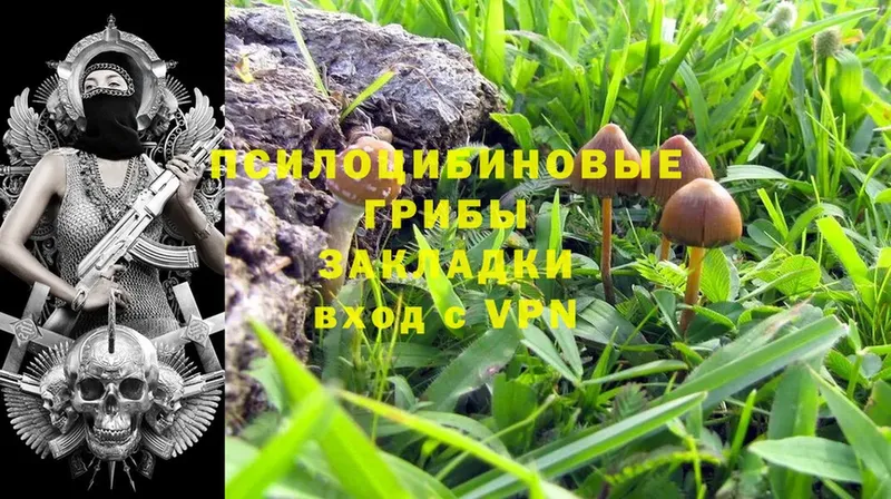 Галлюциногенные грибы Psilocybine cubensis  Грязи 